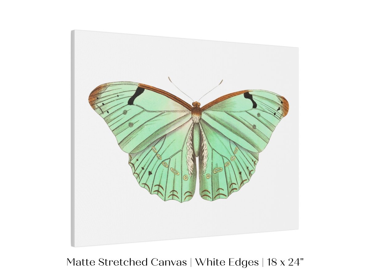 Laertes Butterfly Illustration | P171 - Single Art Prints - Piccolo Fiore Prints