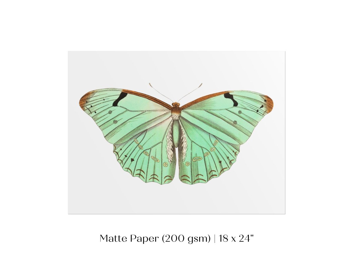 Laertes Butterfly Illustration | P171 - Single Art Prints - Piccolo Fiore Prints