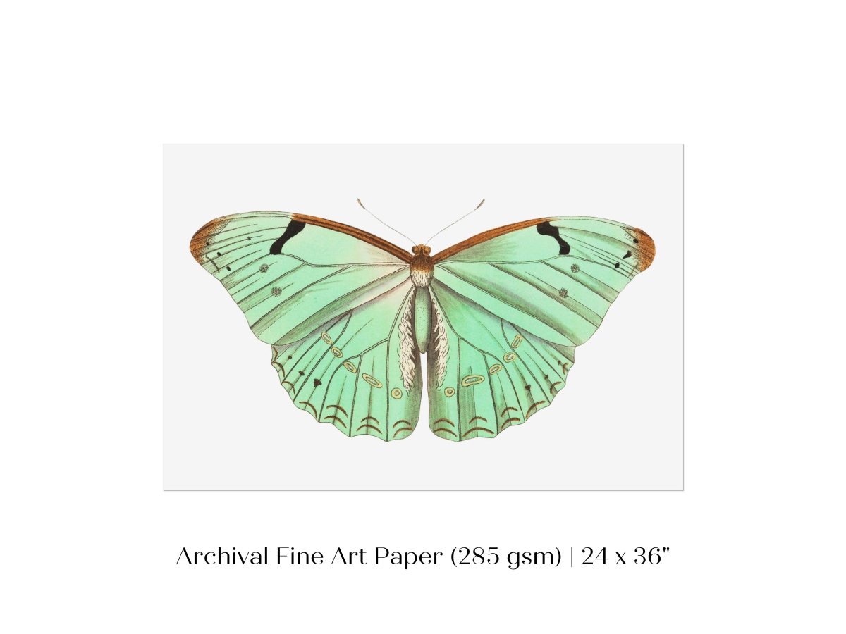 Laertes Butterfly Illustration | P171 - Single Art Prints - Piccolo Fiore Prints
