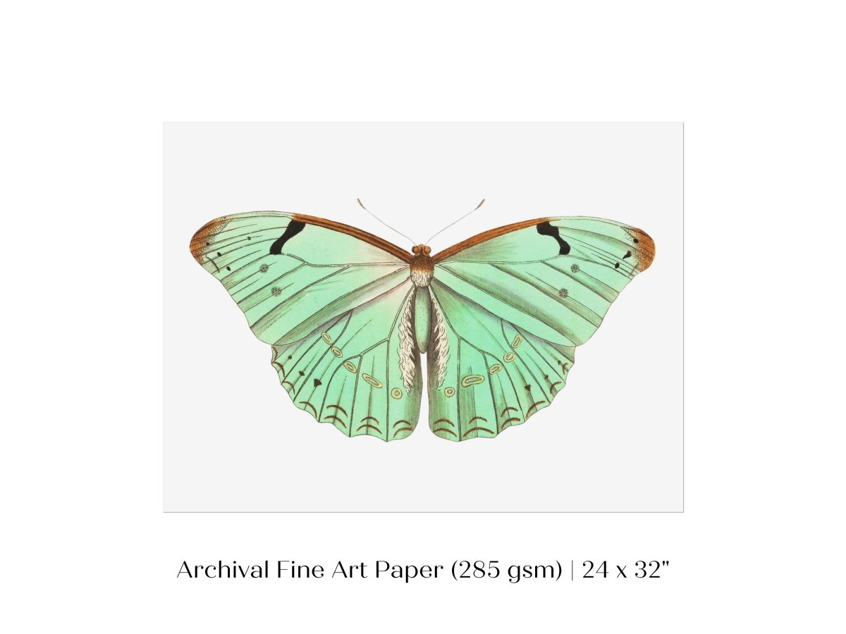 Laertes Butterfly Illustration | P171 - Single Art Prints - Piccolo Fiore Prints