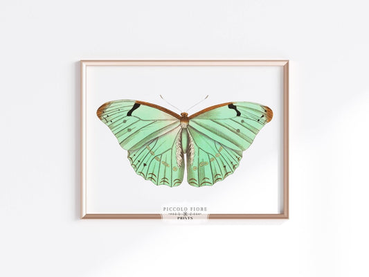 Laertes Butterfly Illustration | P171 - Single Art Prints - Piccolo Fiore Prints
