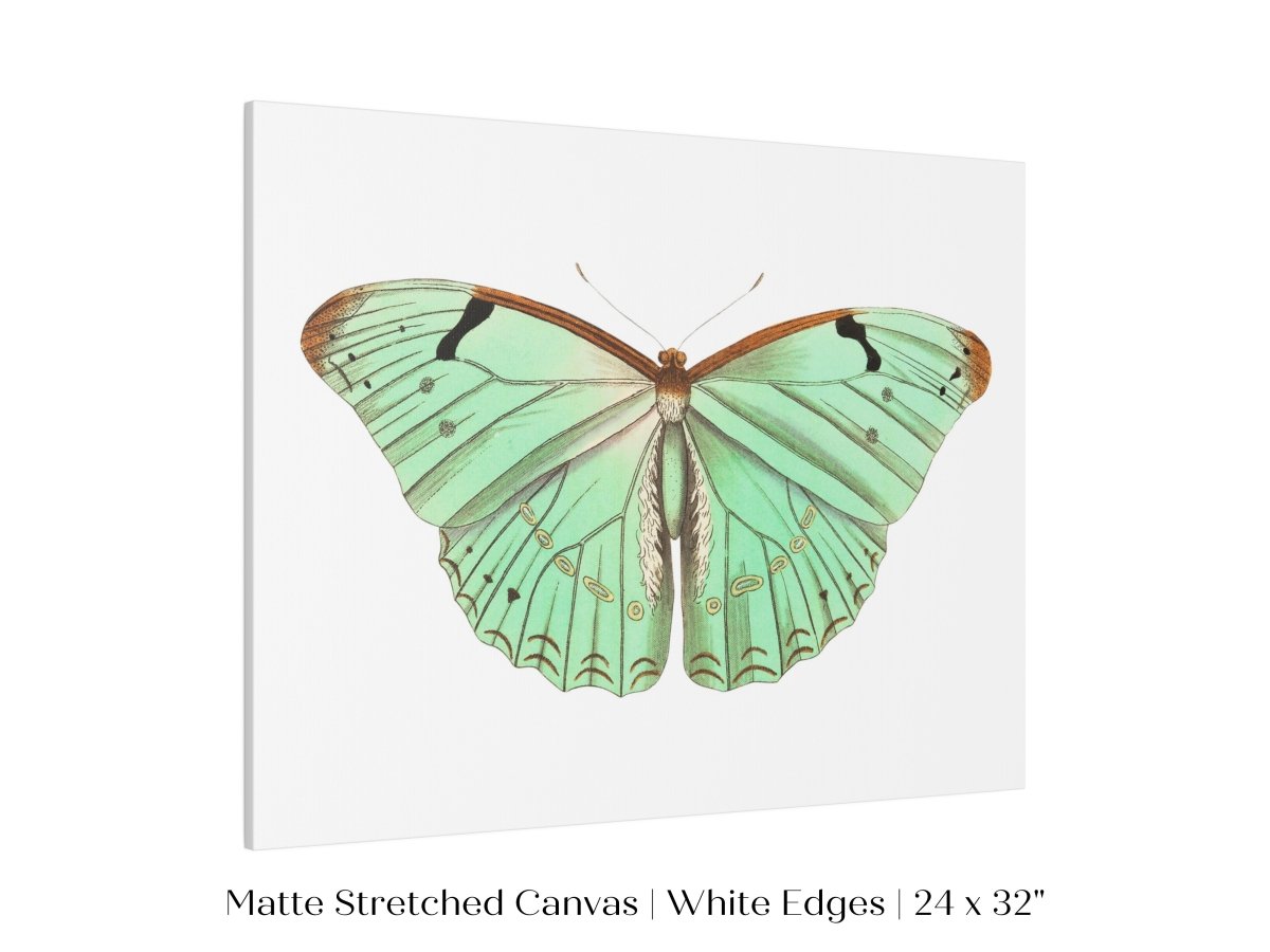 Laertes Butterfly Illustration | P171 - Single Art Prints - Piccolo Fiore Prints
