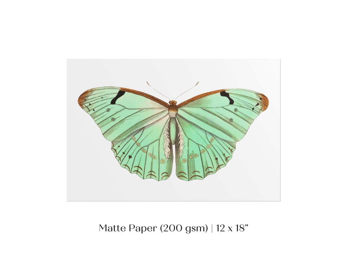 Laertes Butterfly Illustration | P171 - Single Art Prints - Piccolo Fiore Prints