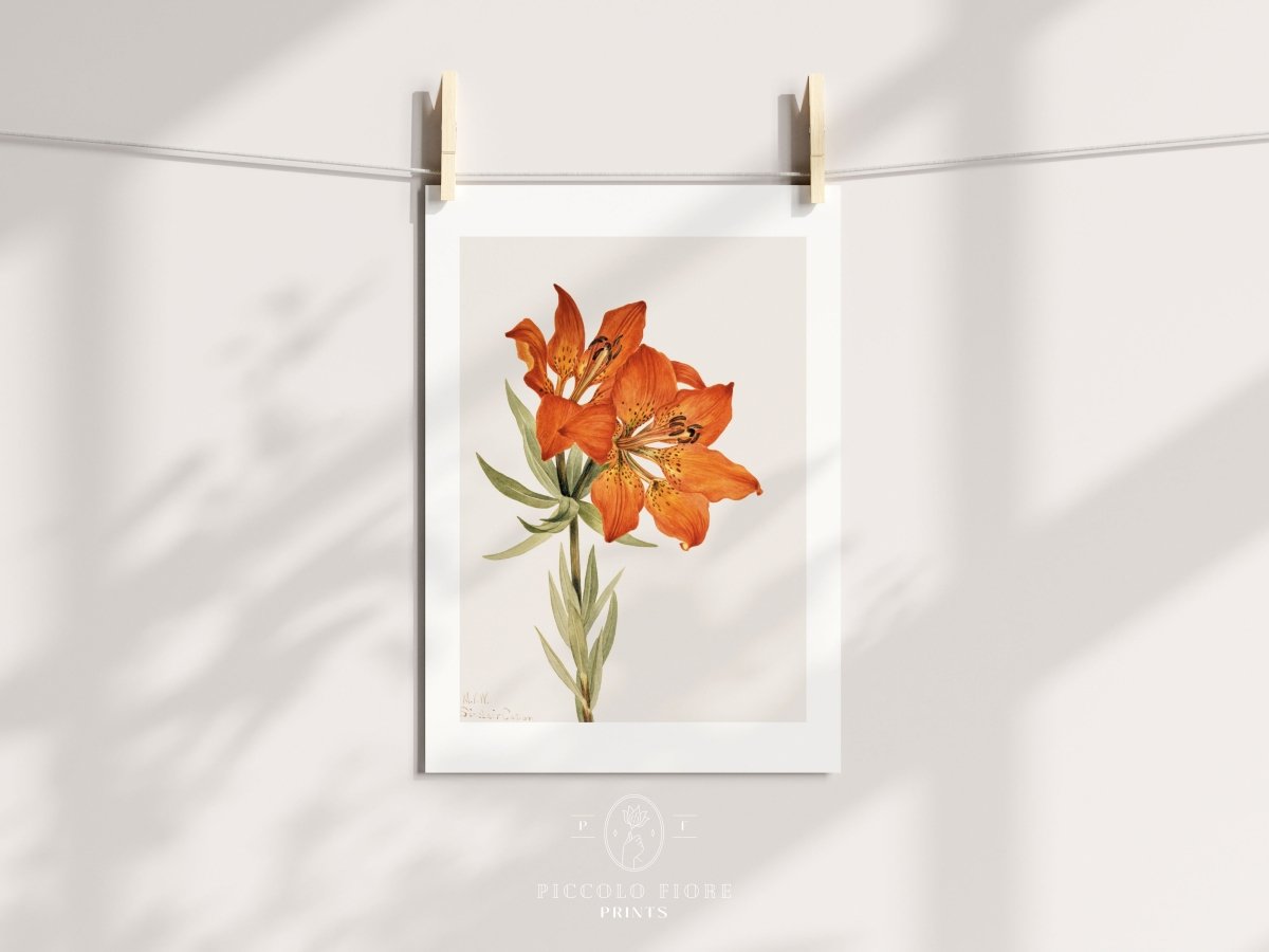 Lily Illustration | P88 - Single Art Prints - Piccolo Fiore Prints
