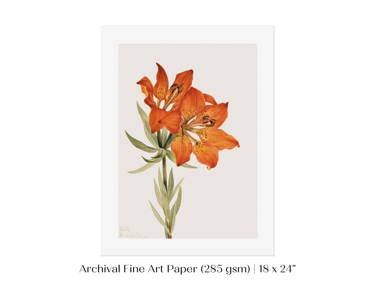 Lily Illustration | P88 - Single Art Prints - Piccolo Fiore Prints
