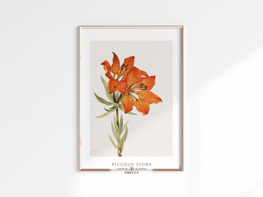 Lily Illustration | P88 - Single Art Prints - Piccolo Fiore Prints