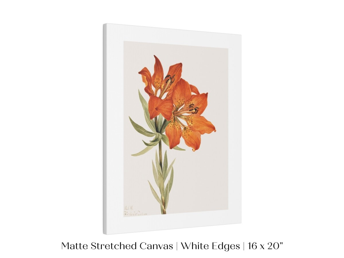 Lily Illustration | P88 - Single Art Prints - Piccolo Fiore Prints
