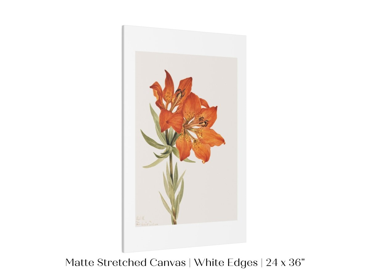 Lily Illustration | P88 - Single Art Prints - Piccolo Fiore Prints