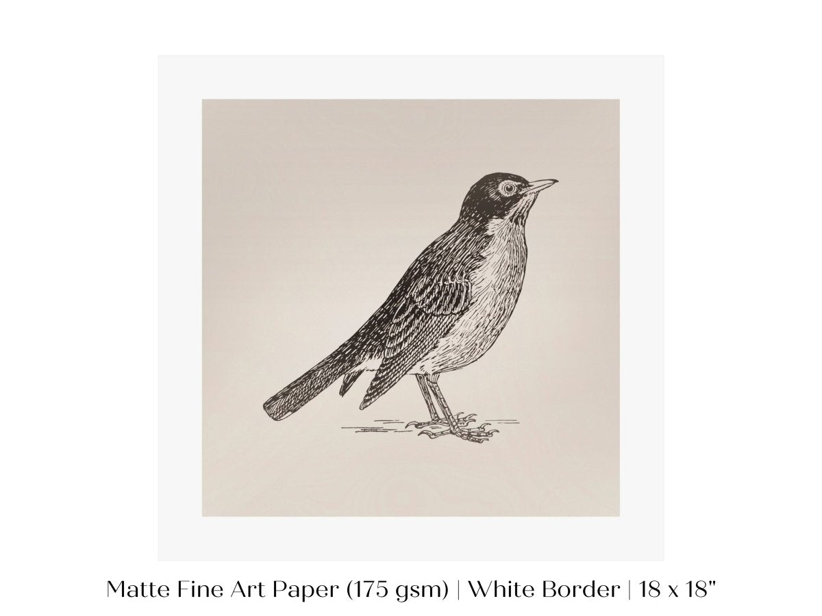 Little Robin | P387 - Single Square Art Prints - Piccolo Fiore Prints