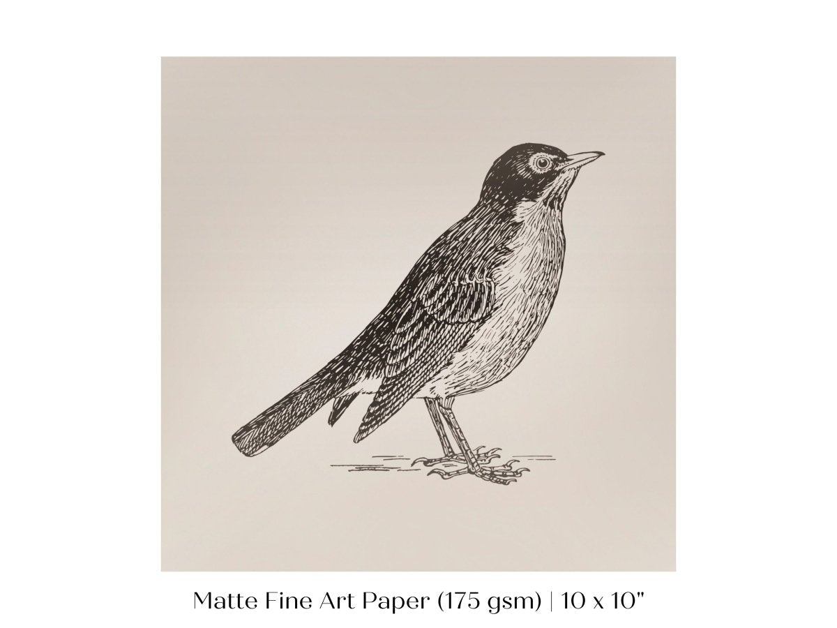 Little Robin | P387 - Single Square Art Prints - Piccolo Fiore Prints