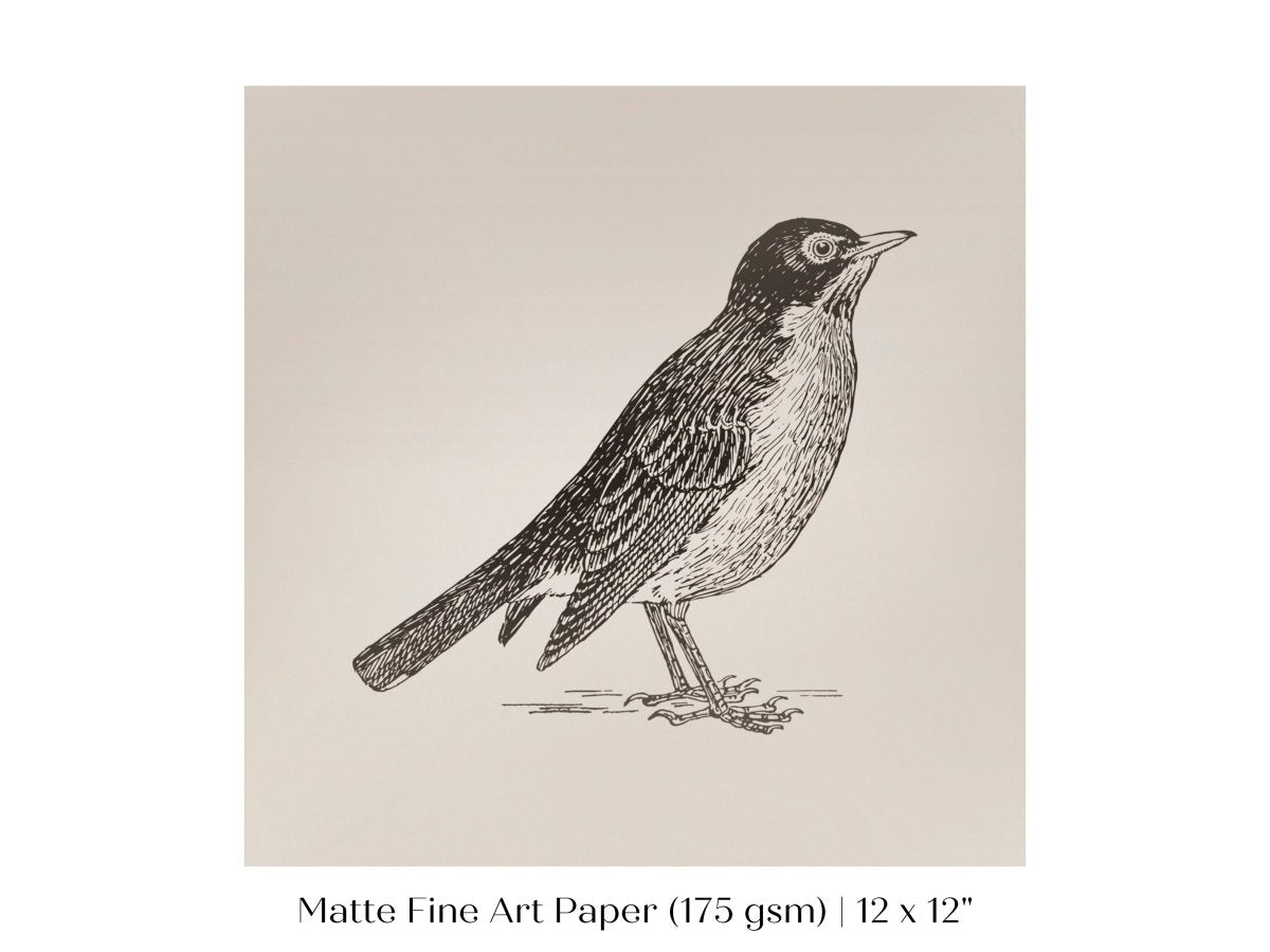 Little Robin | P387 - Single Square Art Prints - Piccolo Fiore Prints