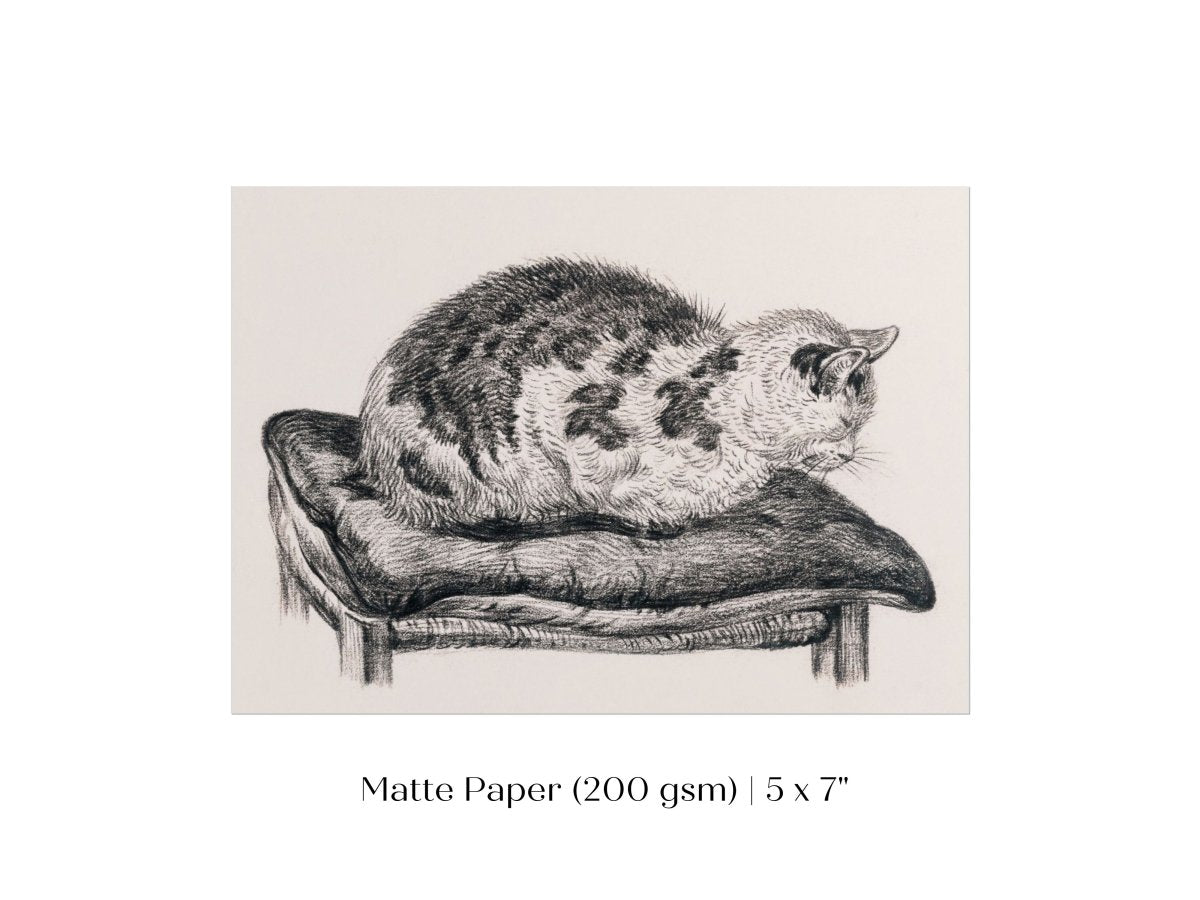 Lying Cat on a Pillow | P216 - Single Art Prints - Piccolo Fiore Prints