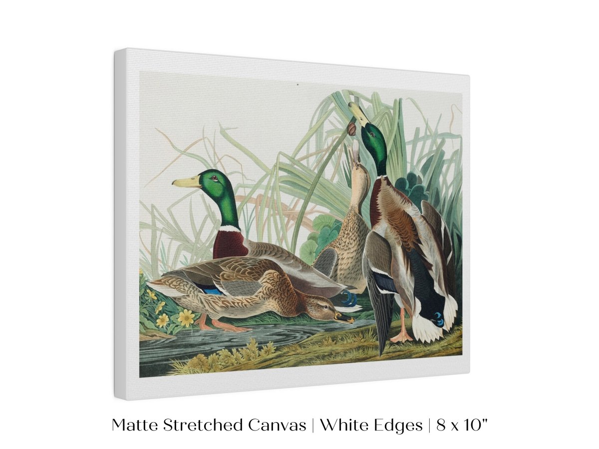 Mallard Ducks Illustration | P402 - Single Art Prints - Piccolo Fiore Prints