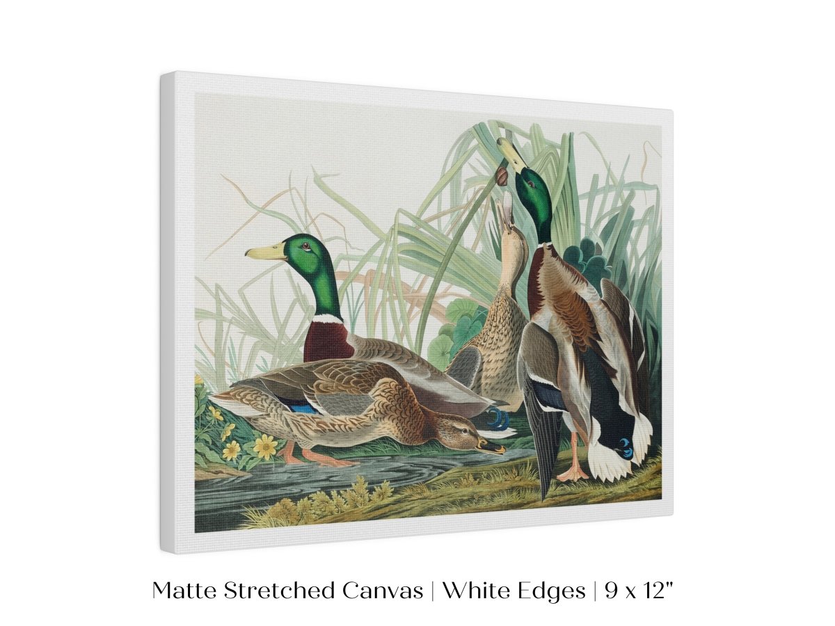 Mallard Ducks Illustration | P402 - Single Art Prints - Piccolo Fiore Prints