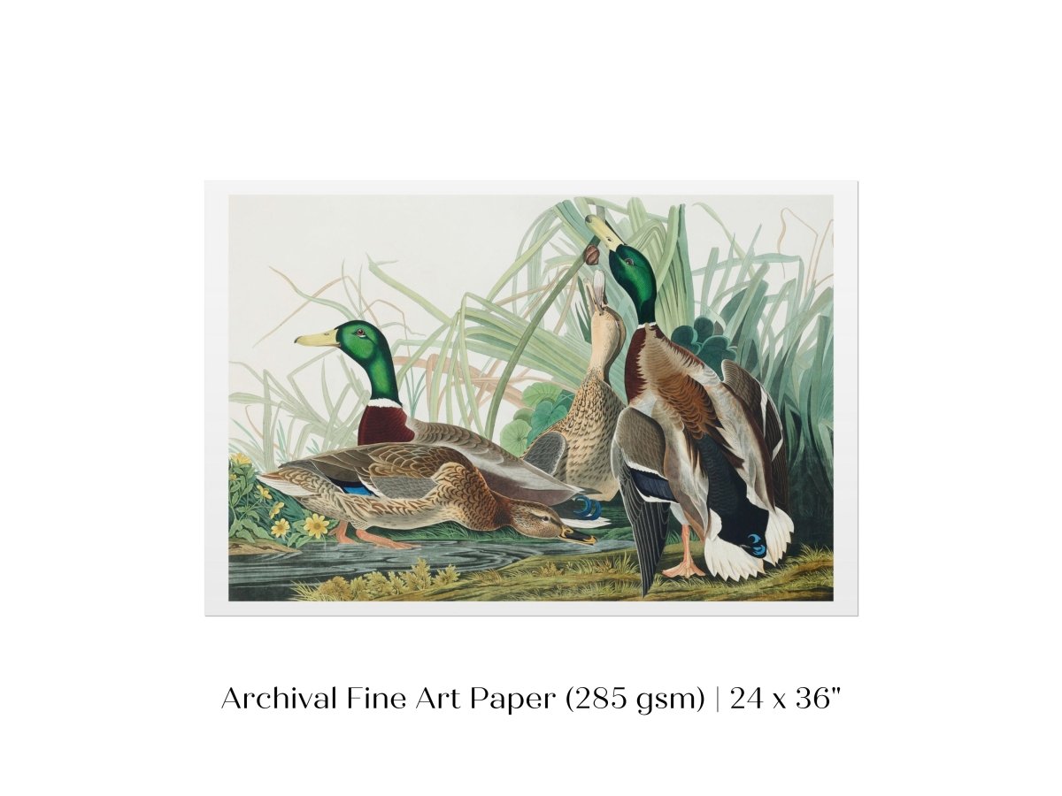 Mallard Ducks Illustration | P402 - Single Art Prints - Piccolo Fiore Prints