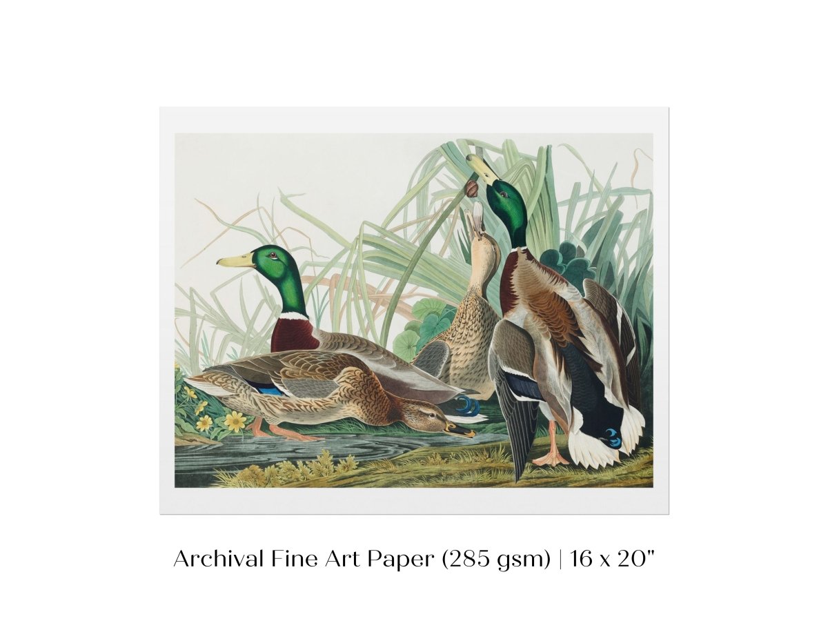 Mallard Ducks Illustration | P402 - Single Art Prints - Piccolo Fiore Prints