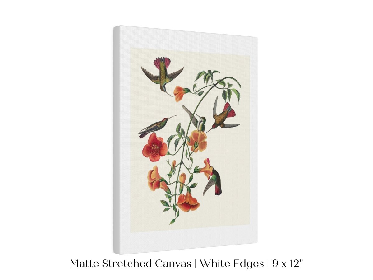 Mango Hummingbird Illustration | P258 - Single Art Prints - Piccolo Fiore Prints
