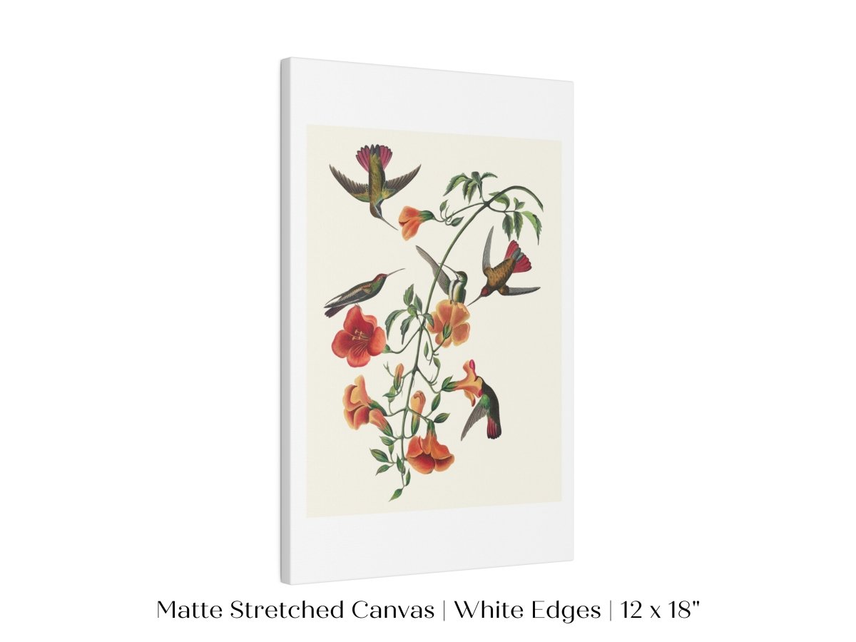 Mango Hummingbird Illustration | P258 - Single Art Prints - Piccolo Fiore Prints
