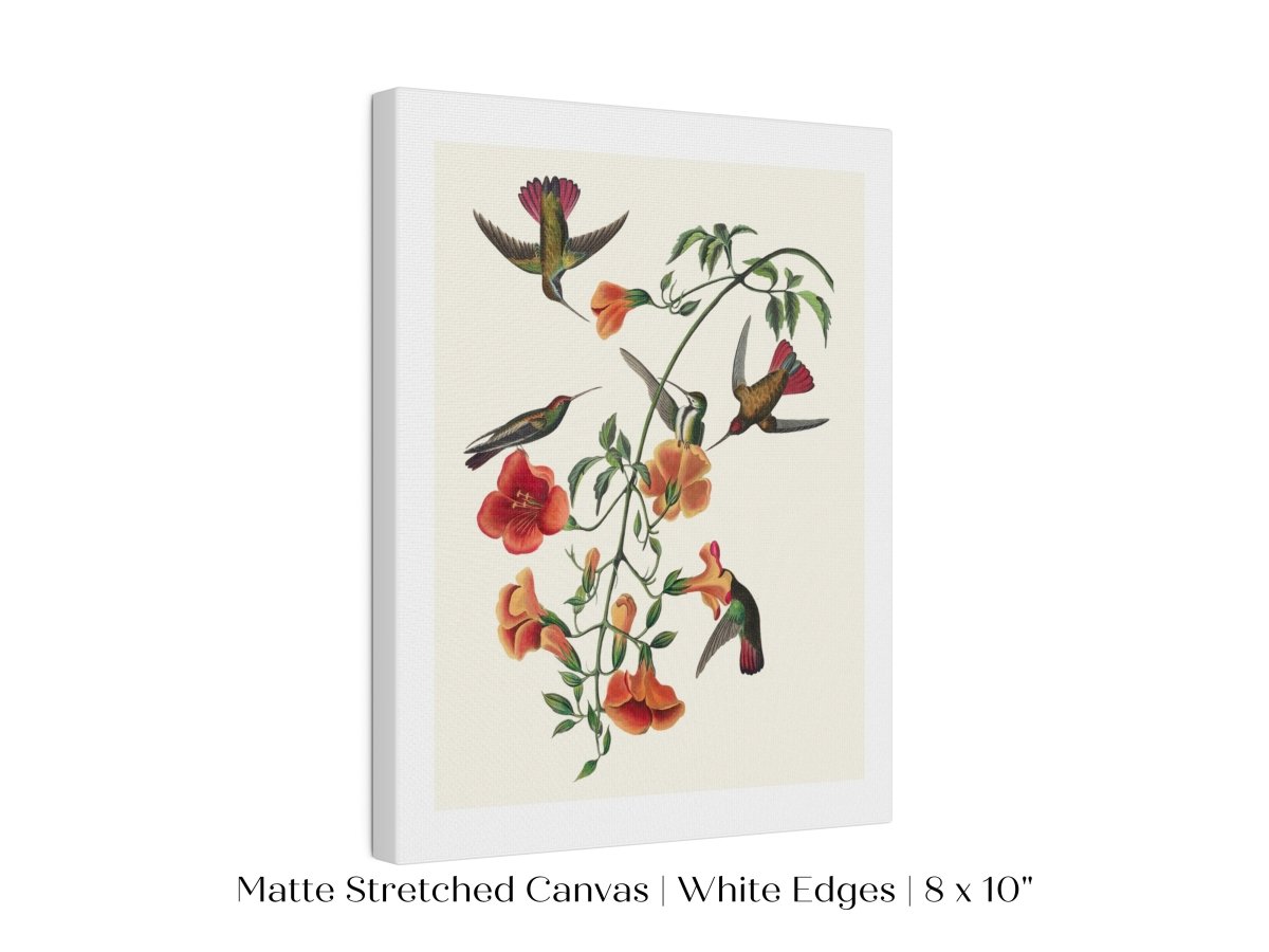 Mango Hummingbird Illustration | P258 - Single Art Prints - Piccolo Fiore Prints