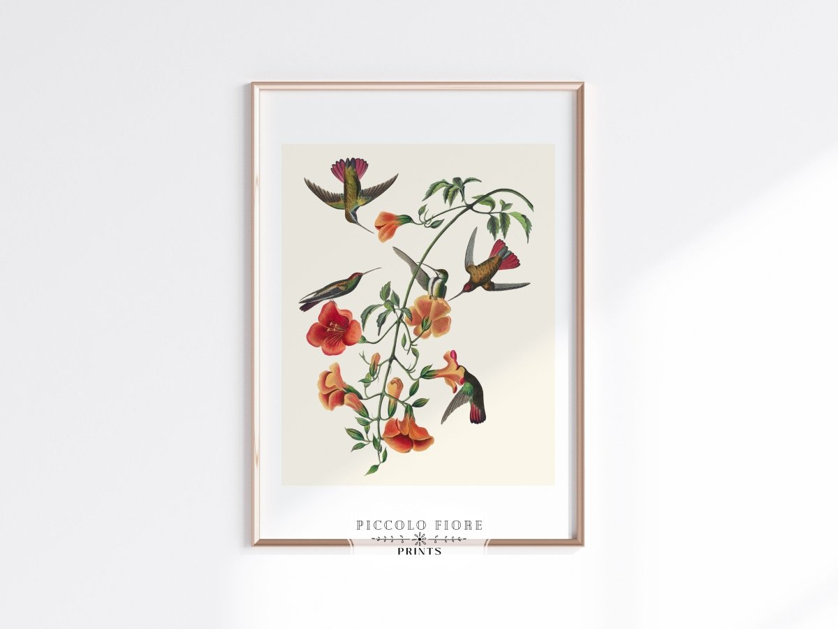 Mango Hummingbird Illustration | P258 - Single Art Prints - Piccolo Fiore Prints