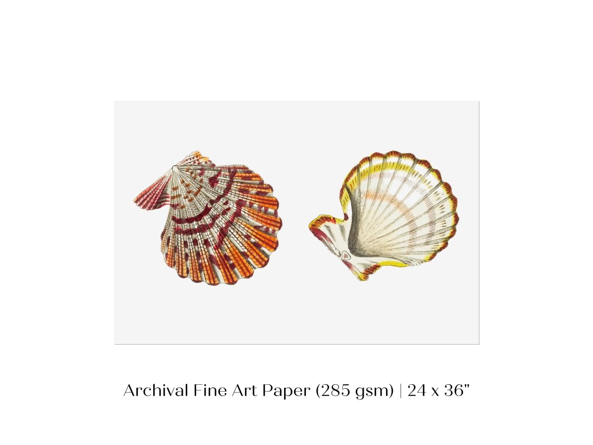 Mantle Scallop Shell Illustration | P76 - Single Art Prints - Piccolo Fiore Prints