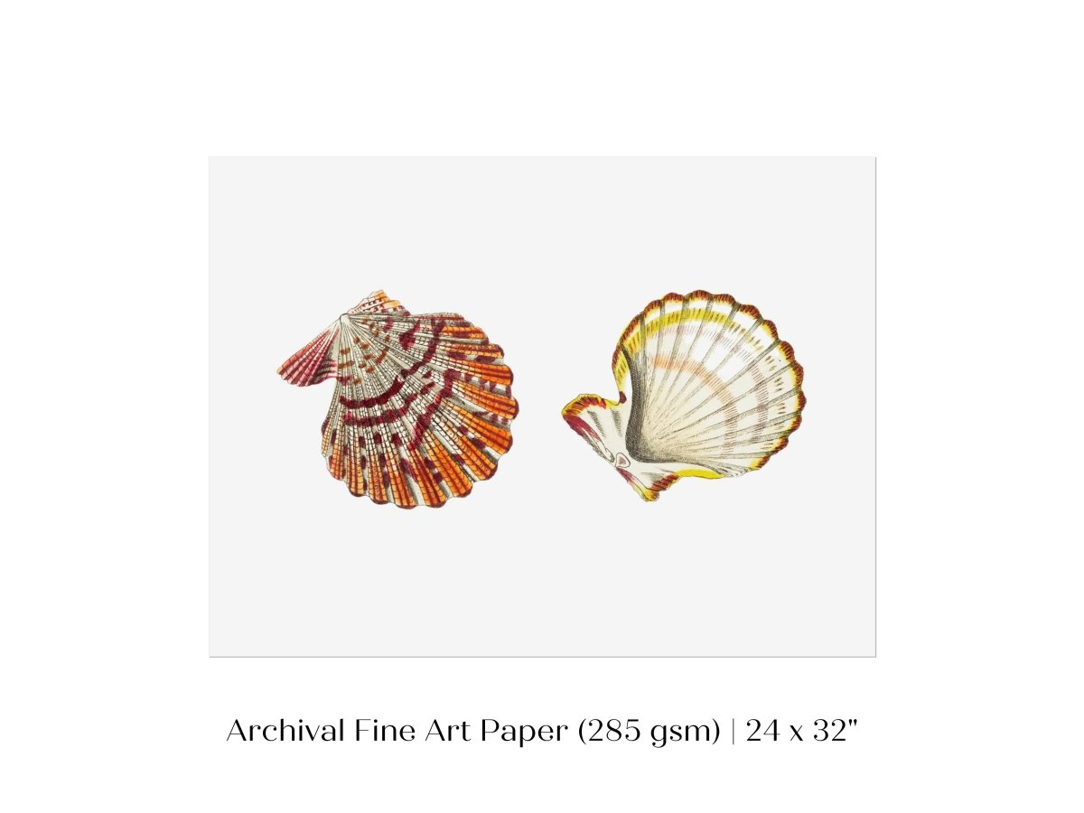 Mantle Scallop Shell Illustration | P76 - Single Art Prints - Piccolo Fiore Prints