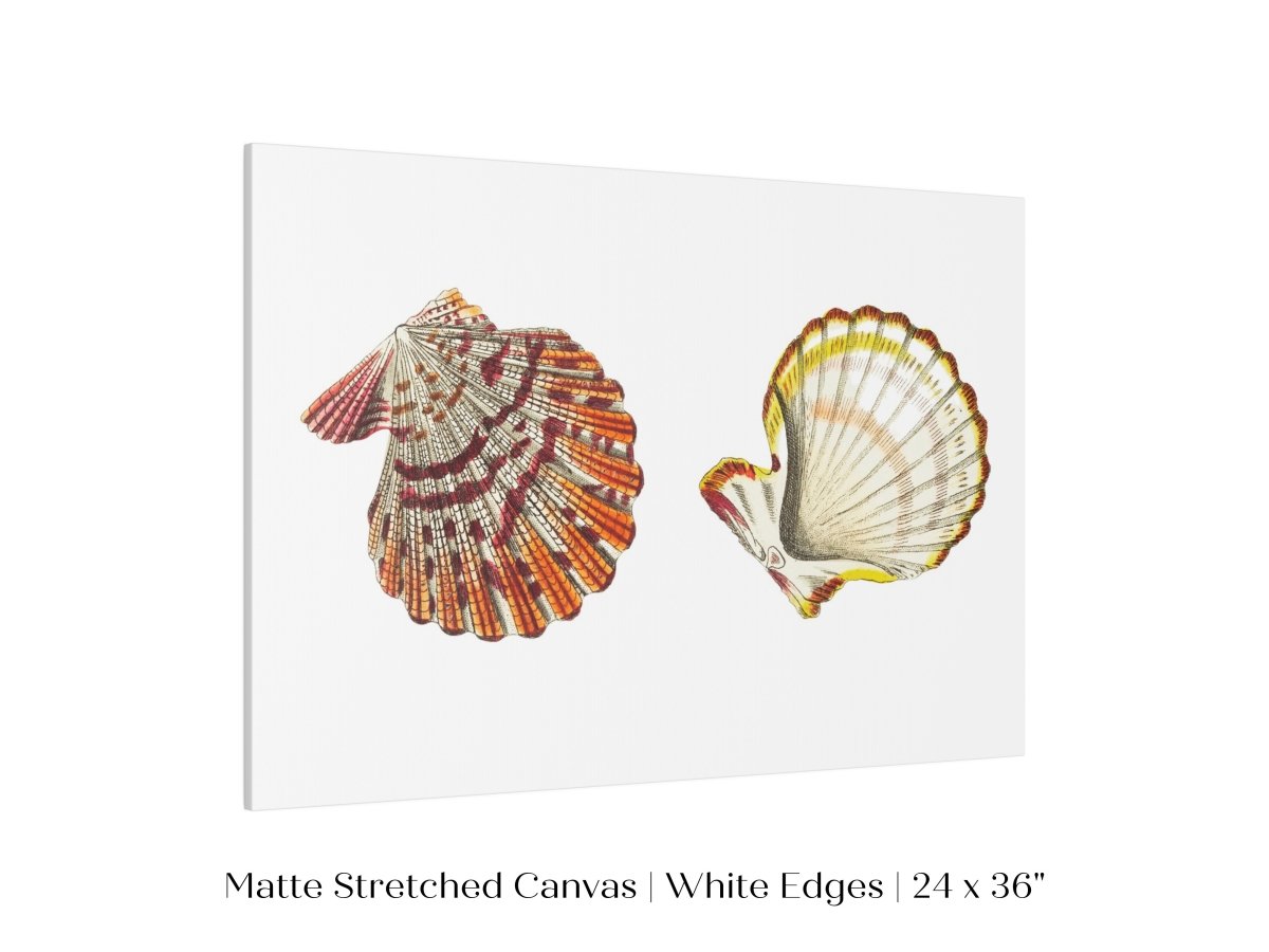 Mantle Scallop Shell Illustration | P76 - Single Art Prints - Piccolo Fiore Prints