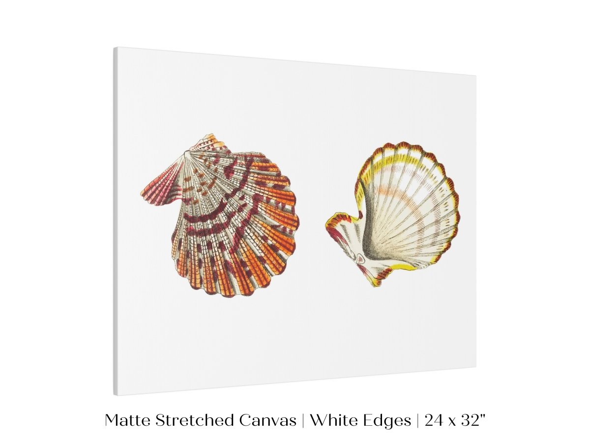 Mantle Scallop Shell Illustration | P76 - Single Art Prints - Piccolo Fiore Prints