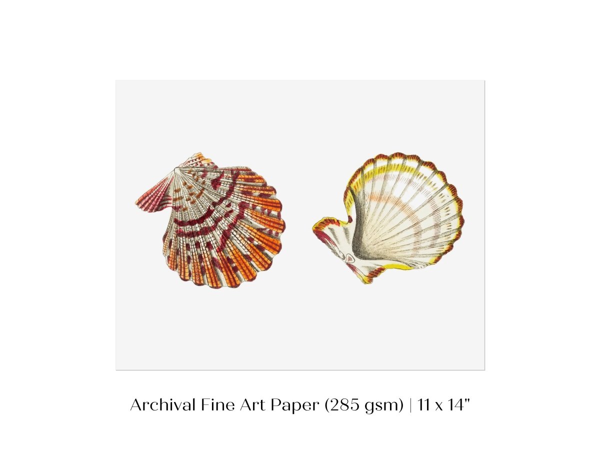 Mantle Scallop Shell Illustration | P76 - Single Art Prints - Piccolo Fiore Prints