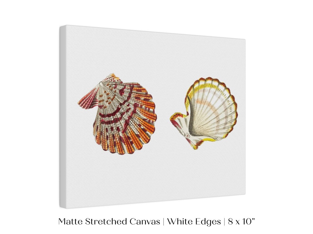 Mantle Scallop Shell Illustration | P76 - Single Art Prints - Piccolo Fiore Prints
