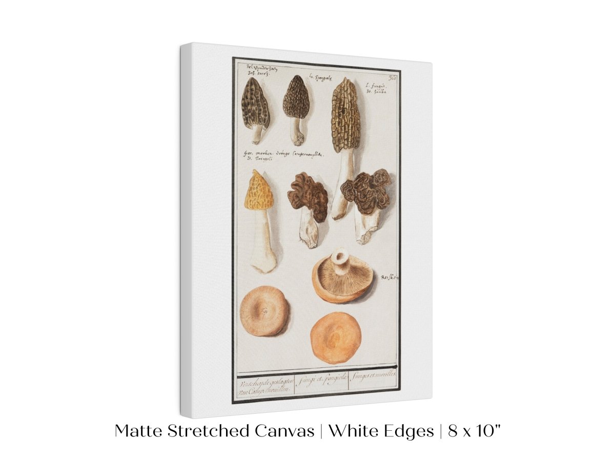Morchella | P249 - Single Art Prints - Piccolo Fiore Prints
