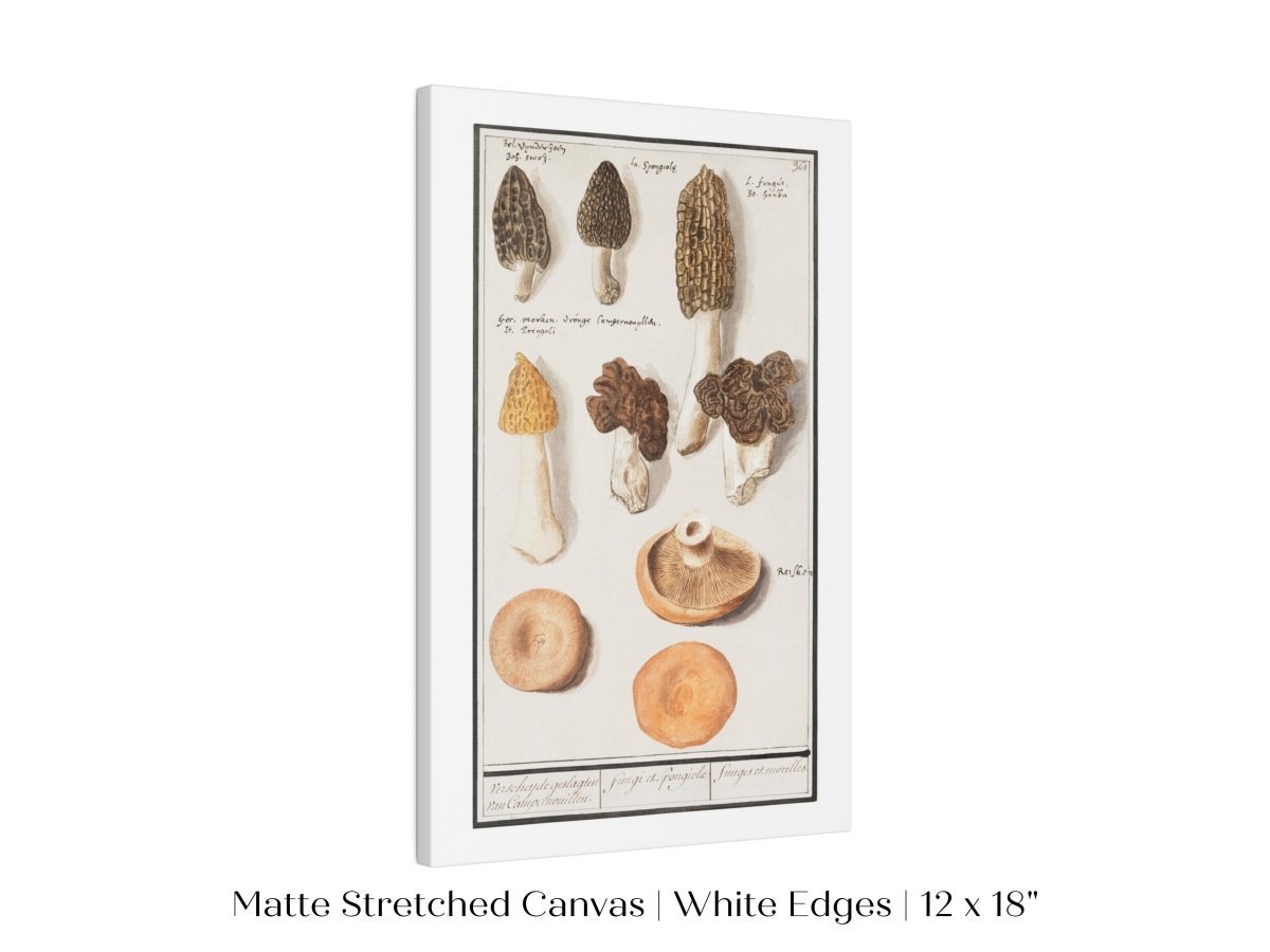 Morchella | P249 - Single Art Prints - Piccolo Fiore Prints