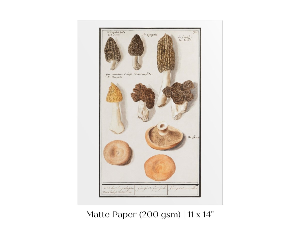 Morchella | P249 - Single Art Prints - Piccolo Fiore Prints