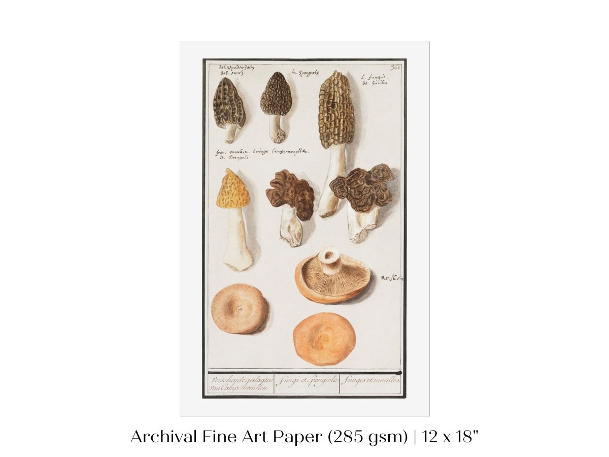 Morchella | P249 - Single Art Prints - Piccolo Fiore Prints