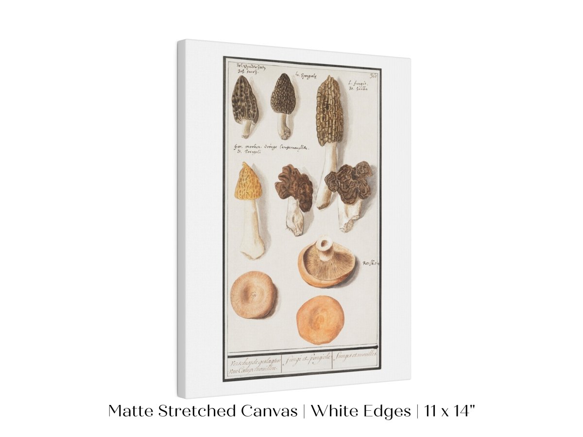 Morchella | P249 - Single Art Prints - Piccolo Fiore Prints