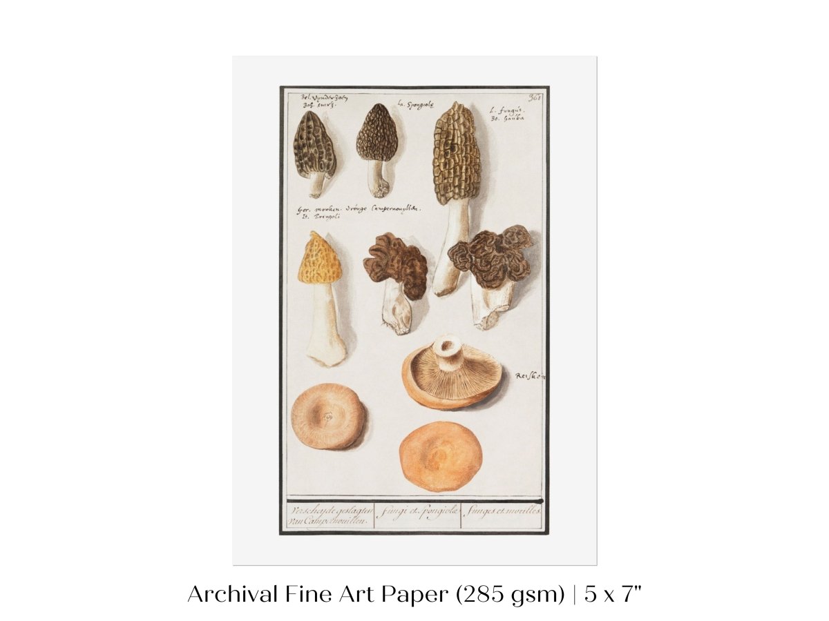 Morchella | P249 - Single Art Prints - Piccolo Fiore Prints