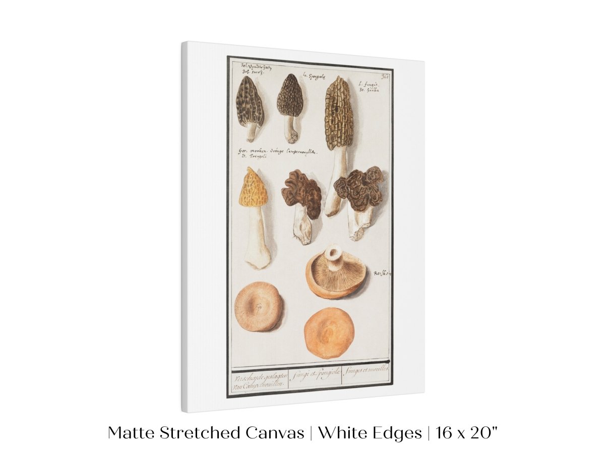 Morchella | P249 - Single Art Prints - Piccolo Fiore Prints