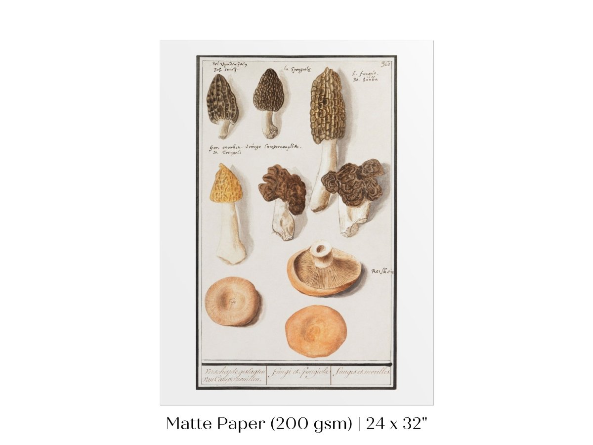 Morchella | P249 - Single Art Prints - Piccolo Fiore Prints