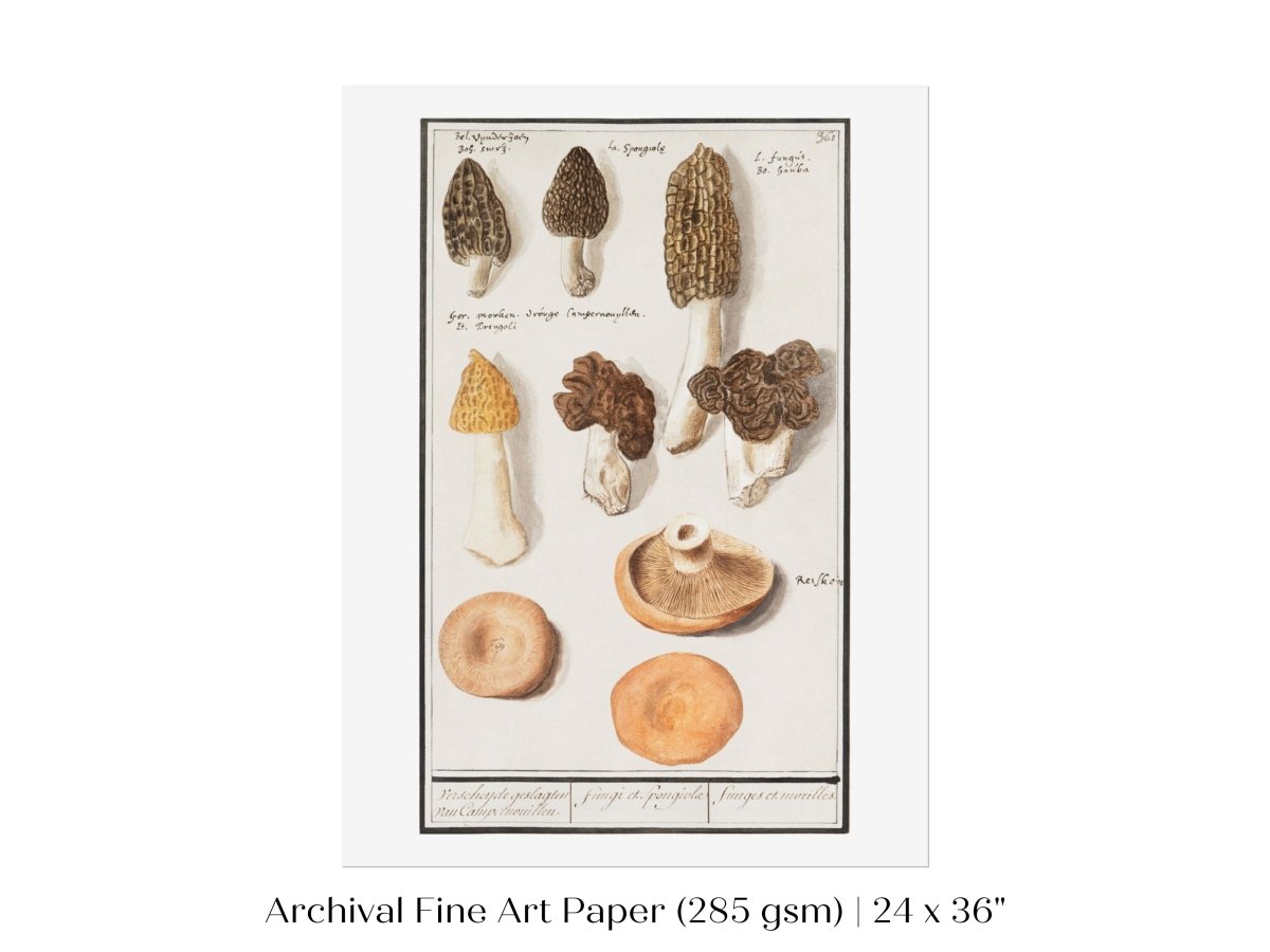 Morchella | P249 - Single Art Prints - Piccolo Fiore Prints