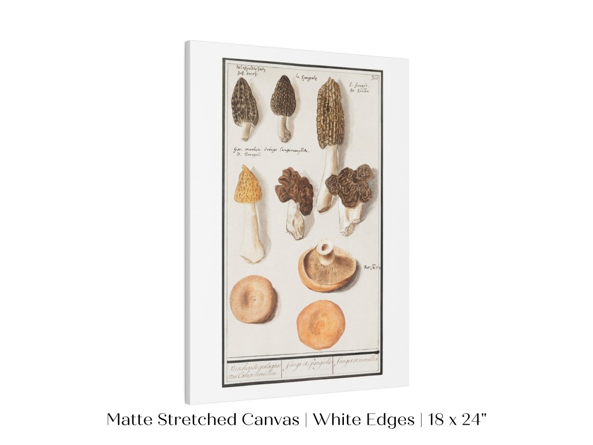 Morchella | P249 - Single Art Prints - Piccolo Fiore Prints