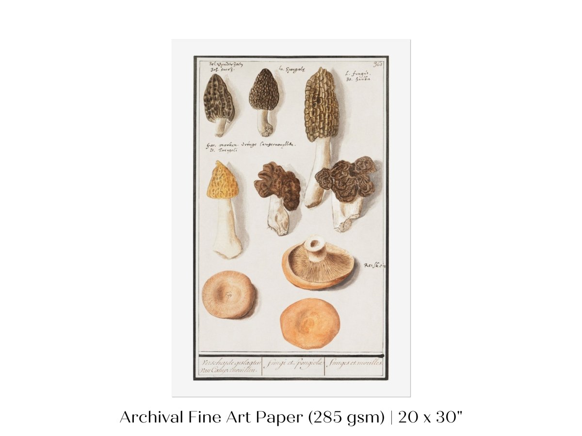 Morchella | P249 - Single Art Prints - Piccolo Fiore Prints