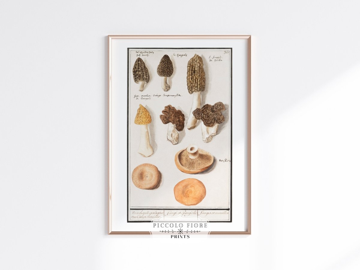 Morchella | P249 - Single Art Prints - Piccolo Fiore Prints
