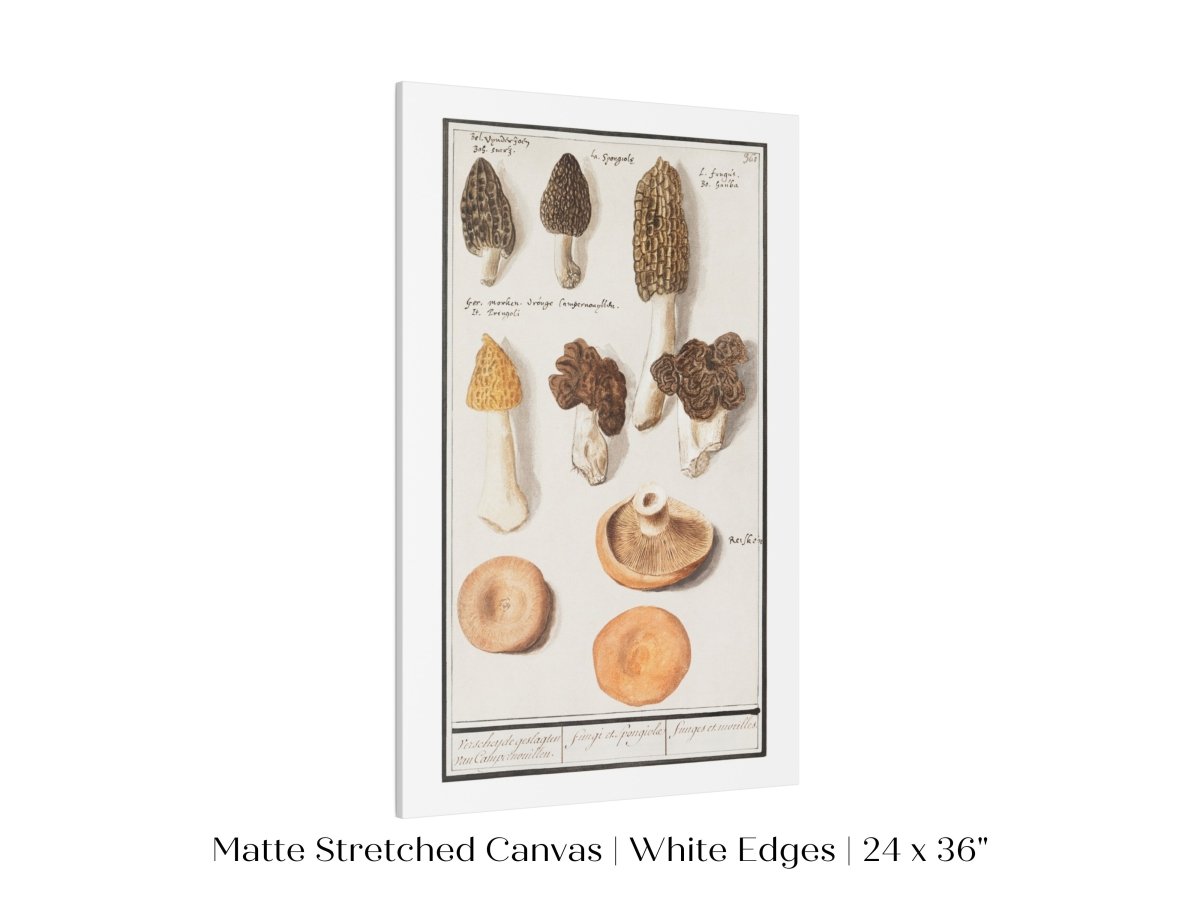 Morchella | P249 - Single Art Prints - Piccolo Fiore Prints