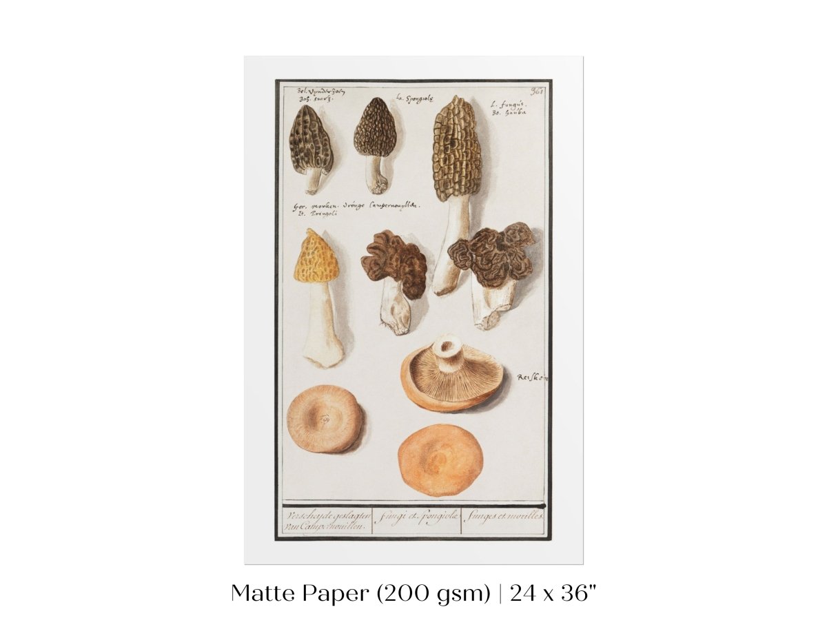 Morchella | P249 - Single Art Prints - Piccolo Fiore Prints