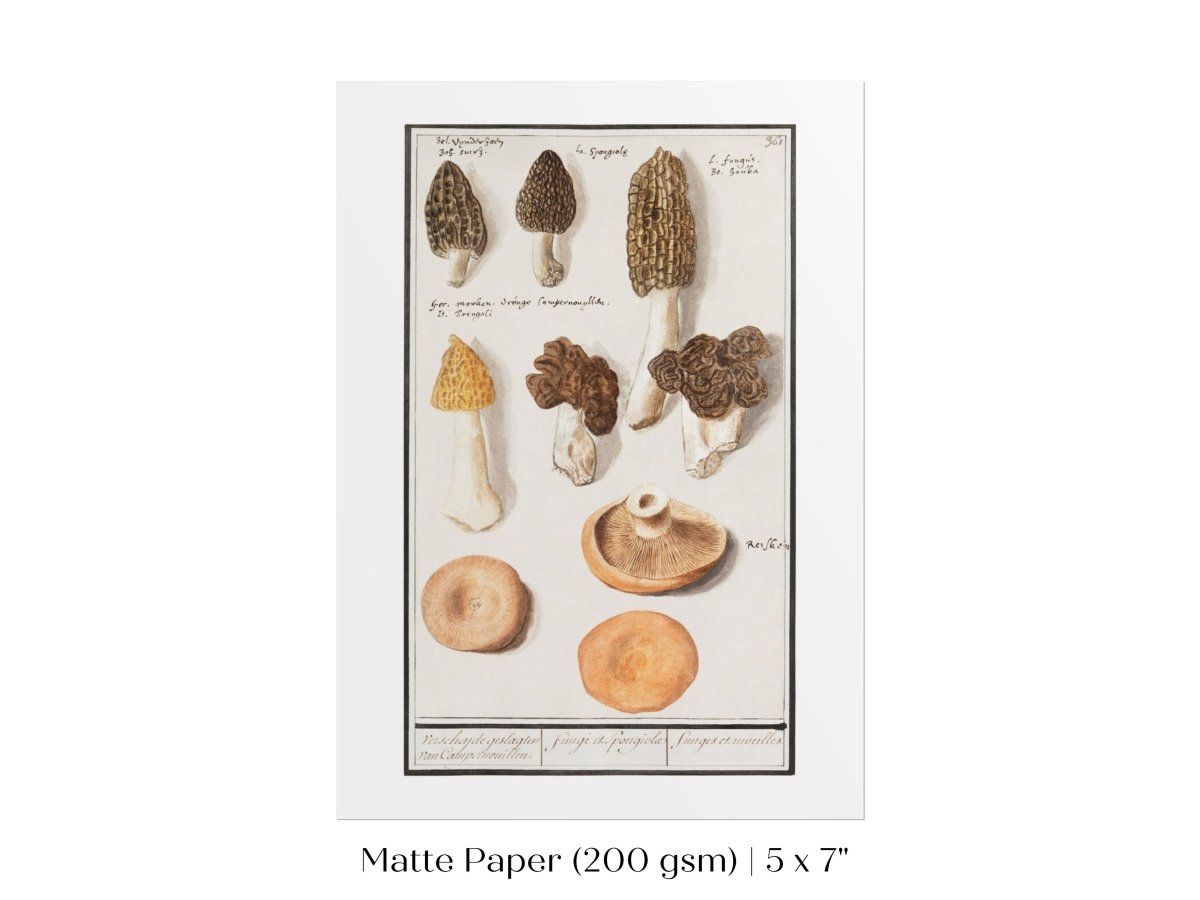 Morchella | P249 - Single Art Prints - Piccolo Fiore Prints