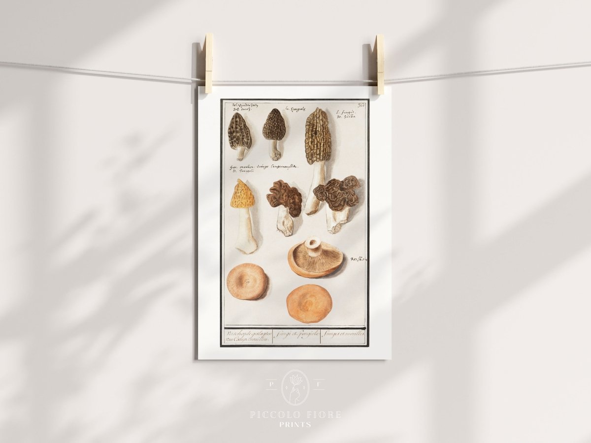 Morchella | P249 - Single Art Prints - Piccolo Fiore Prints