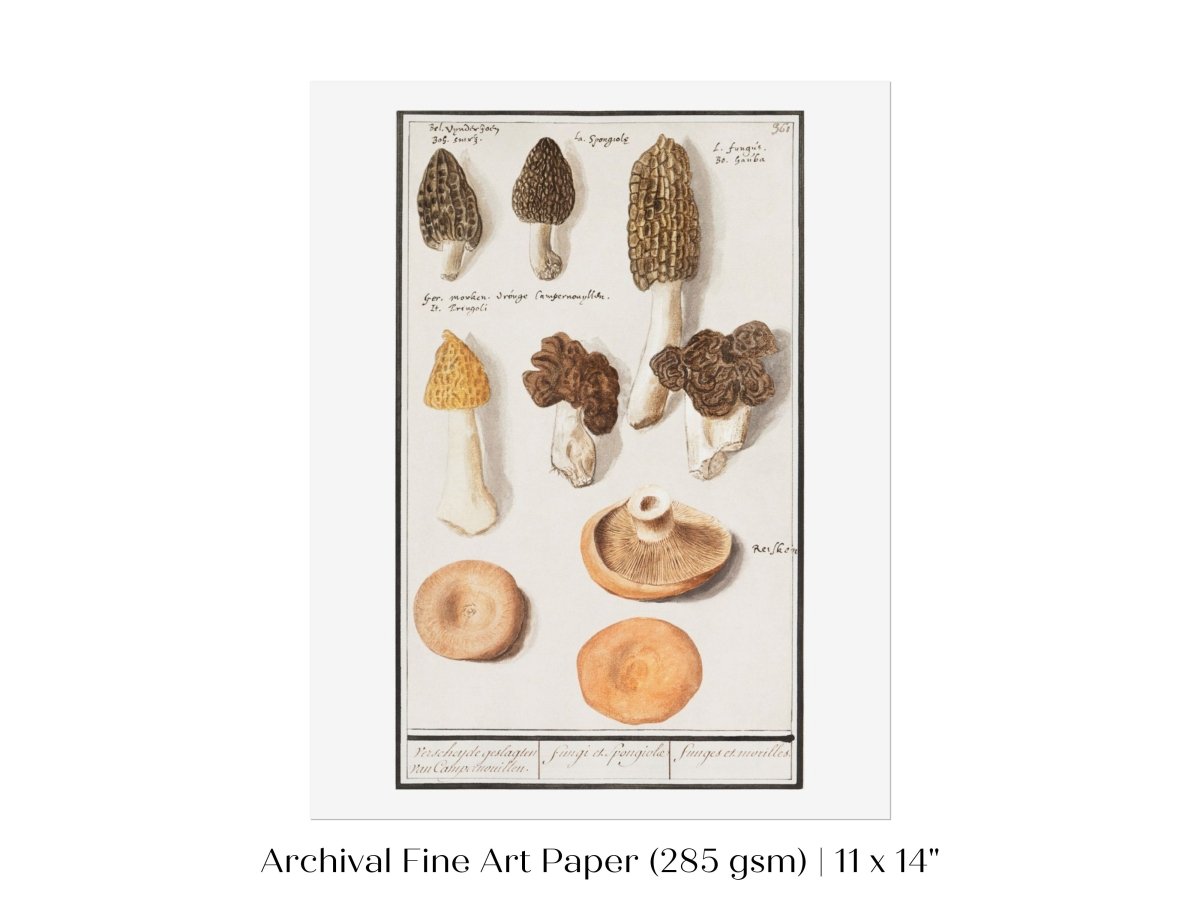 Morchella | P249 - Single Art Prints - Piccolo Fiore Prints