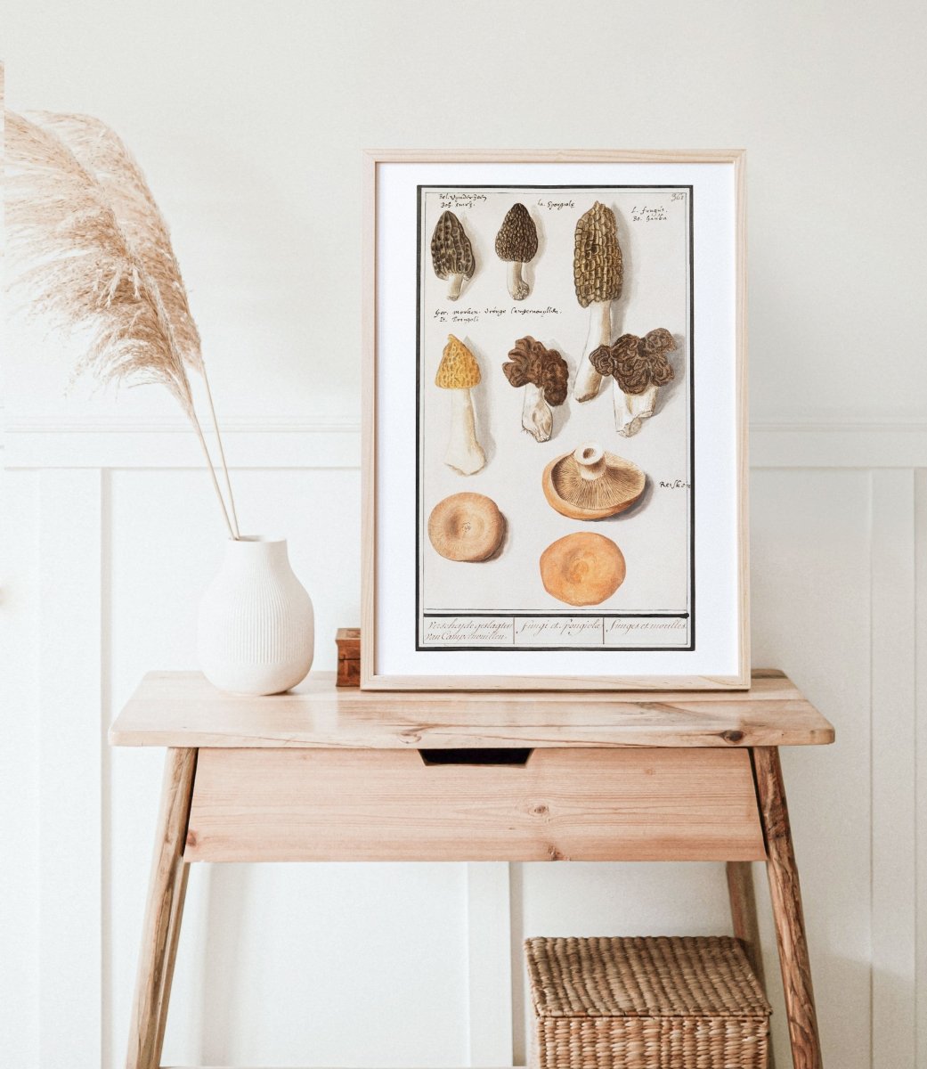 Morchella | P249 - Single Art Prints - Piccolo Fiore Prints