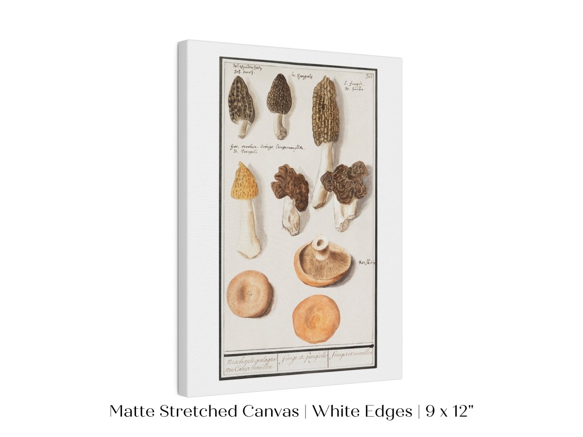 Morchella | P249 - Single Art Prints - Piccolo Fiore Prints