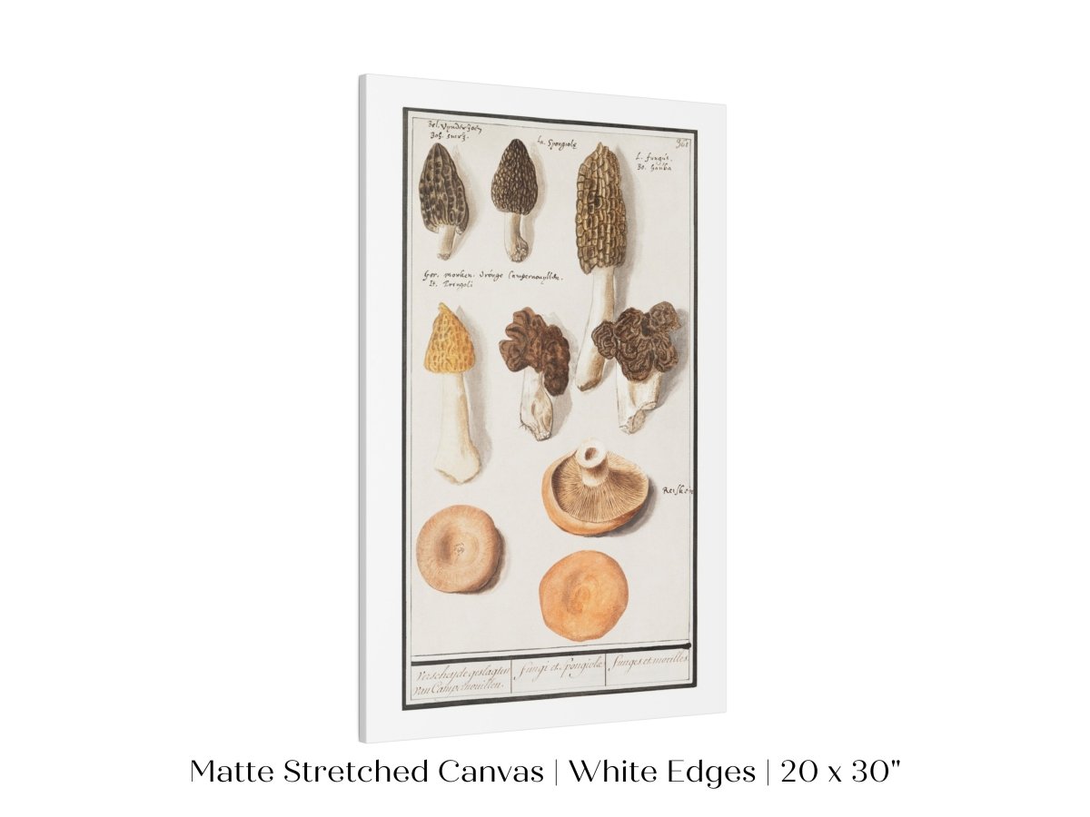Morchella | P249 - Single Art Prints - Piccolo Fiore Prints